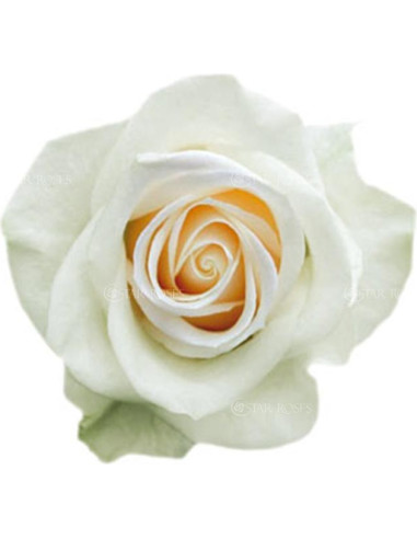 Vendela Cream Rose 50 / 100 / 200 stems
