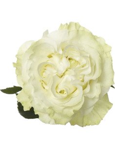 Moonstone Garden Rose