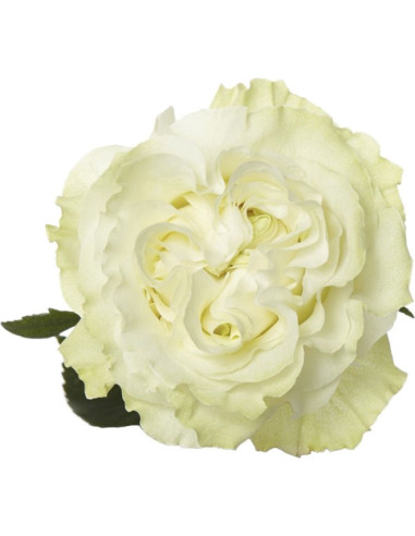 Moonstone Garden Rose | Creamy White Garden Roses Wholesale & Bulk