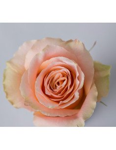 Carpe Diem Creamish Pinkish Rose 50 / 100 / 200 stems
