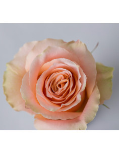 Carpe Diem Roses | Peach‑Apricot Premium Roses Wholesale