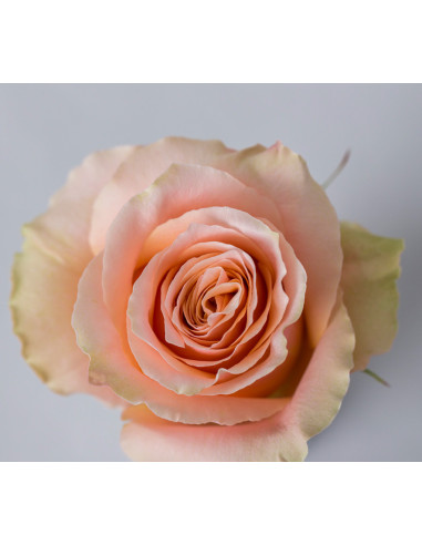 Carpe Diem Roses | Peach‑Apricot Premium Roses Wholesale