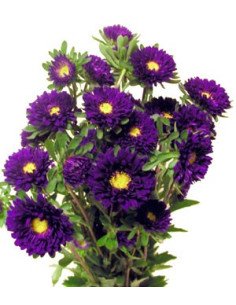 Matsumoto Asters 5 Bunches