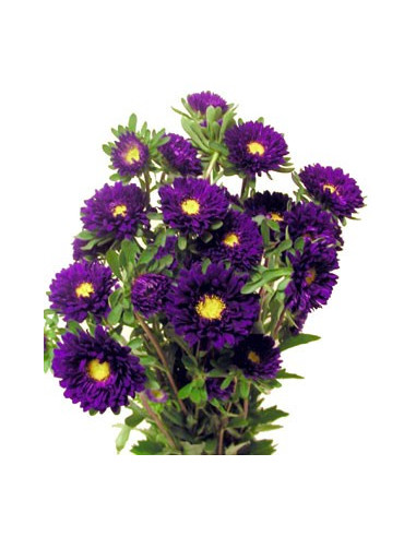 Matsumoto Asters 5 Bunches