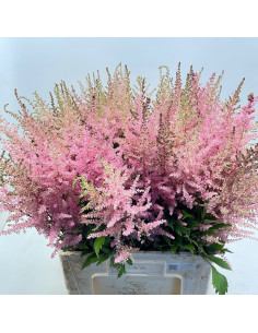 Wholesale Pink Astilbe Erika - 60/120 Stems Bulk | Florasource