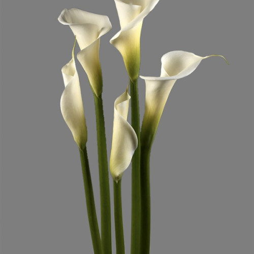 Cascade Calla Lily Bouquet White 35 Stems