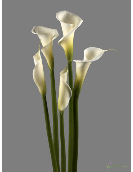 Calla Lily White 30 Stems