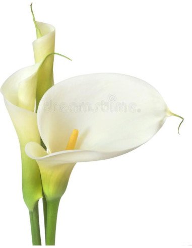 Cascade White Calla Lily Bouquet 35 Stems | Wholesale & Bulk