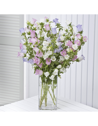 Campanula Assorted 120 stems