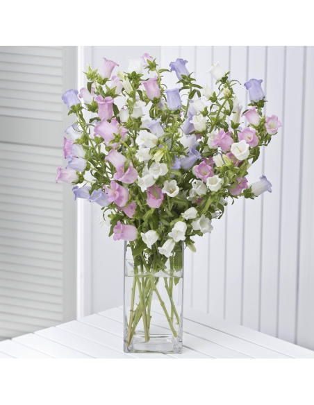 Campanula Assorted 120 stems