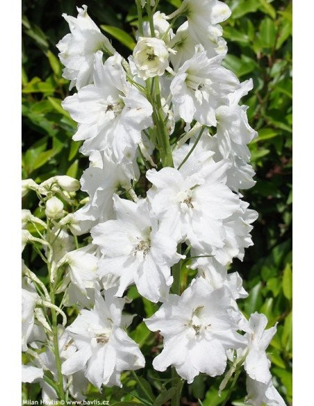 Delphinium White "Galahad"  By the Box 14 Bunches