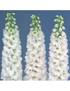 Delphinium White "Galahad"  By the Box 14 Bunches 2