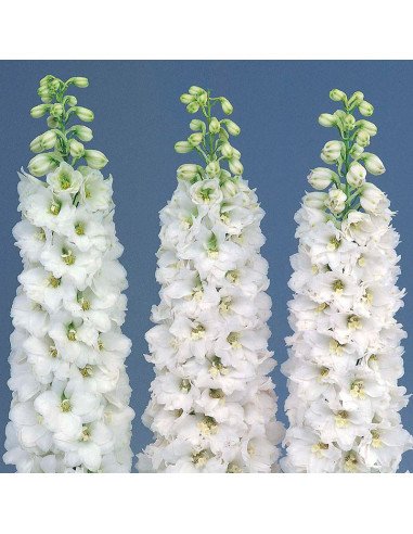 Delphinium Candle assorted 90 stems 80cm Delphinium Candle assorted 90 stems 80cm