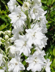 Delphinium White "Galahad"  By the Box 14 Bunches