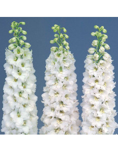 Delphinium White "Galahad"  By the Box 14 Bunches 2