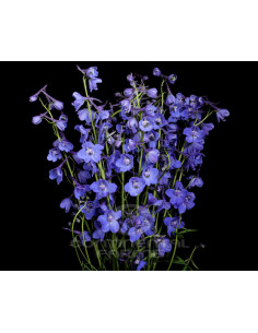 Delphinium Blue Sea Prism – Wholesale & Bulk (90 Stems)