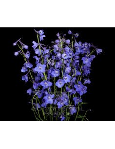 Delphinium Blue Sea Prism 90 stems Bulk Box