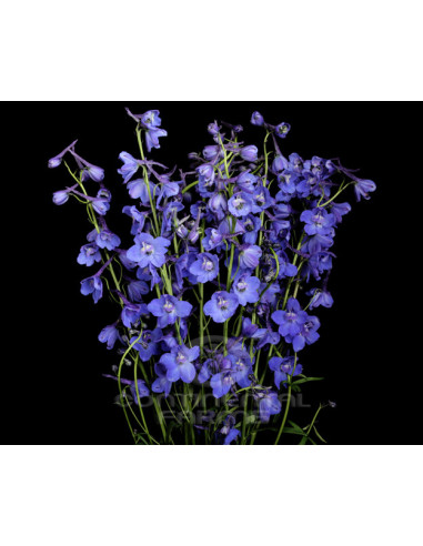 Delphinium Blue Sea Prism – Wholesale & Bulk (90 Stems)
