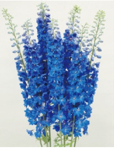 Delphinium Dark Blue Triton – Wholesale & Bulk (120 Stems)
