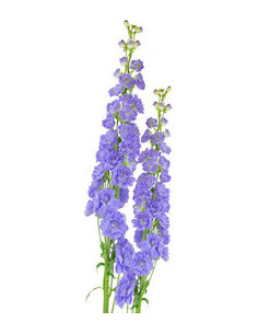 Delphinium Lavender 60 stems