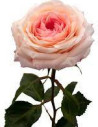 Garden Rose Light Pink Mayras Bridal 48 Stems