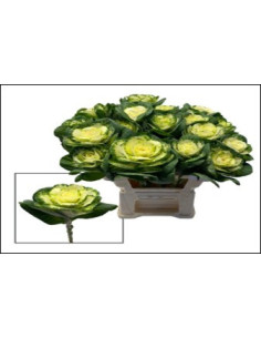 Kale (Brassica) White 40 Stems