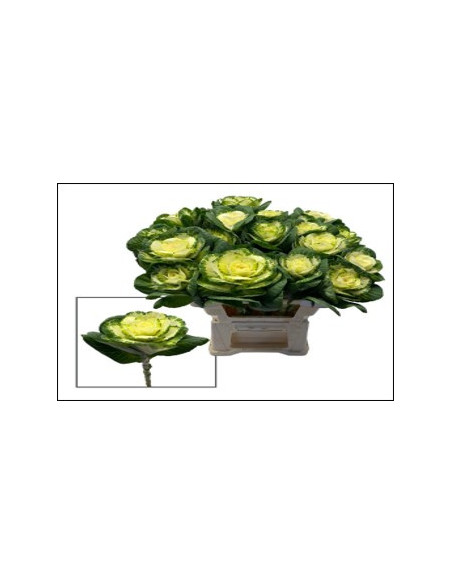 Kale (Brassica) 40 Stems