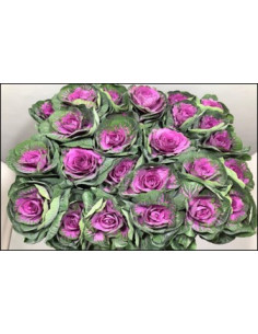 Kale (Brassica) Red Crane 40 Stems