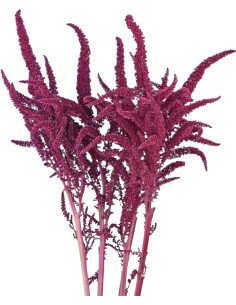 Amaranthus Upright Red 10 bunches BULK BOX