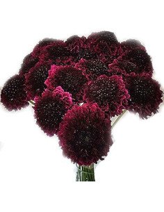 Scabiosa Burgundy 50 / 100  stems