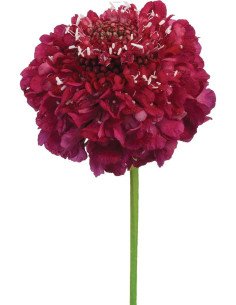 Scabiosa Cherry Scoop 50 stems