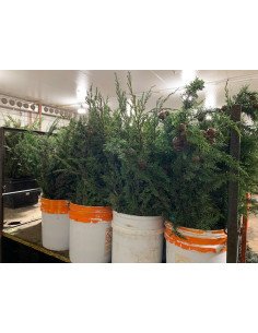 Cypress Monterey 50 stems