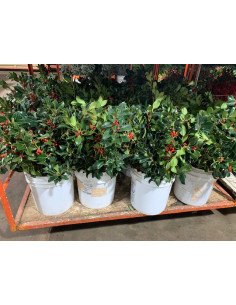 Green Holly with berries 50 stems