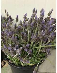 Lavender French 50 stems