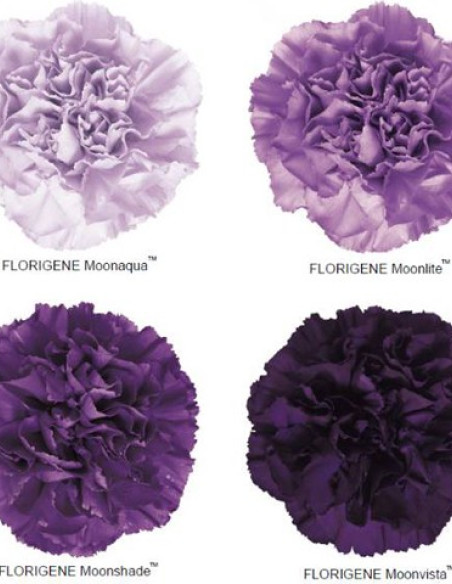 Moon Series Carnations Assorted