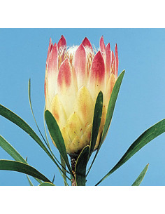 Protea pink ic ON SALE $2.00 per stem