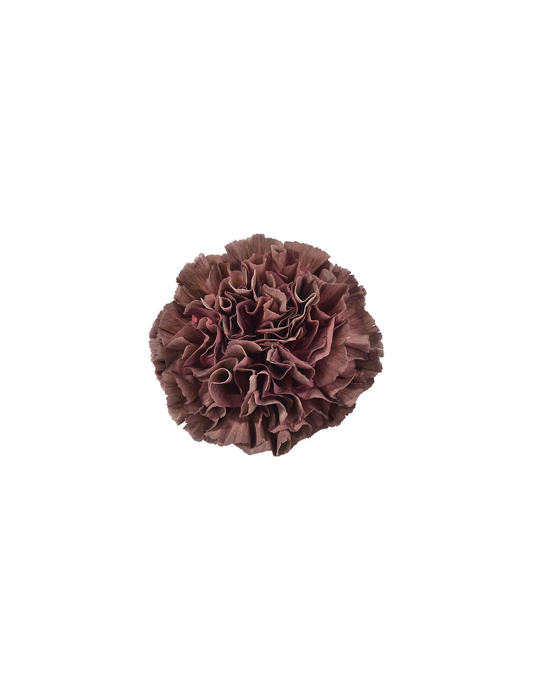 Antique Carnation- Purple | Skyline Flowers