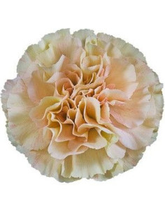 Carnation Terracotta Caramel Cream 175 stems