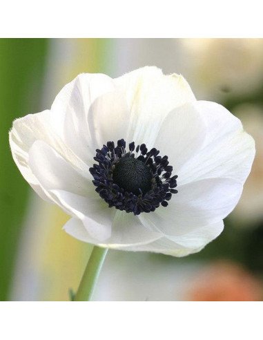 Anemone "white panda" 60 stems