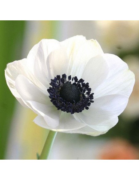 Anemone "white panda" 60 stems