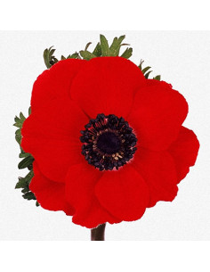 Anemone “Marianne Red” – Wholesale & Bulk (100 Stems)