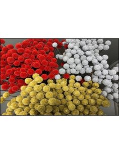 Craspedia (Billy Balls) JUMBO Dyed XMAS Mix 120 stems
