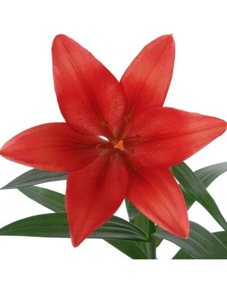 LA Royal Lilies 80 stems RED