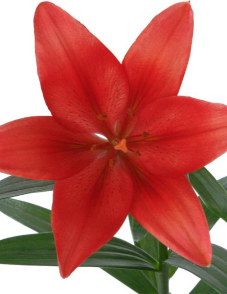 LA Royal Lilies 60 stems RED
