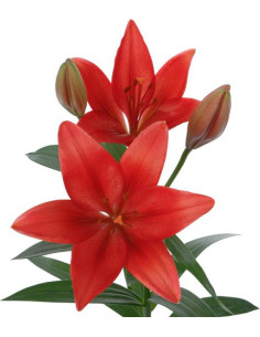 LA Royal Lilies 80 stems RED 2