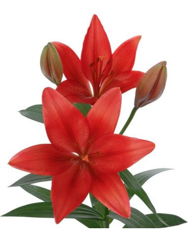 LA Royal Lilies 80 stems RED LA Royal Lilies 80 stems RED