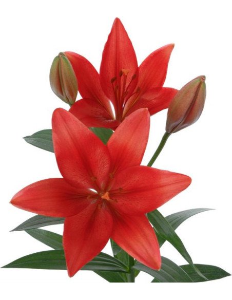 LA Royal Lilies 80 stems RED