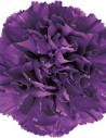 Moon Series Carnations Assorted