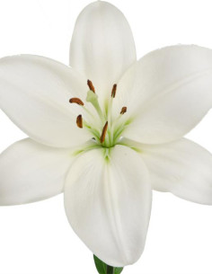 LA Royal Lilies 60 stems WHITE