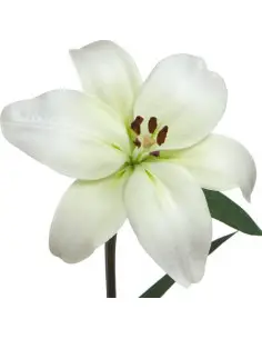 LA Royal Lilies 60 stems WHITE 2